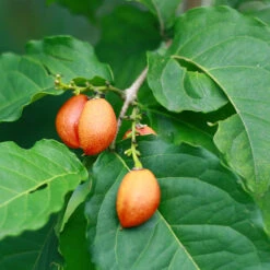 Peanut Butter Fruit Tree 7 Peanut Butter Fruit Tree -Flowering Trees Sales Peanut Butter Tree 1 FGT