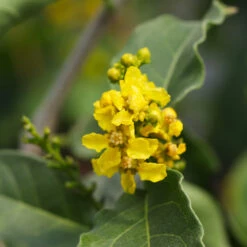 Peanut Butter Fruit Tree 9 Peanut Butter Fruit Tree -Flowering Trees Sales Peanut Butter Tree 7