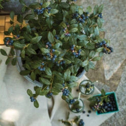 Bushel And Berry® Perpetua Blueberry -Flowering Trees Sales Perpetua Blueberry 1 FGT
