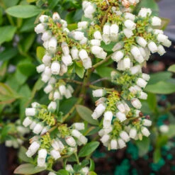 Bushel And Berry® Perpetua Blueberry -Flowering Trees Sales Perpetua Blueberry 3