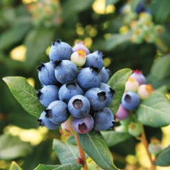 Bushel And Berry® Perpetua Blueberry -Flowering Trees Sales Perpetua Blueberry 6 FGT