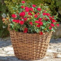 Petite Knock Out® Rose -Flowering Trees Sales Petite Red Knockout Rose2 FGT