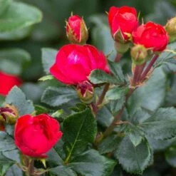 Petite Knock Out® Rose -Flowering Trees Sales Petite Red Knockout Rose3