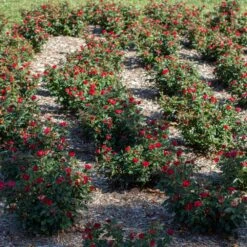 Petite Knock Out® Rose -Flowering Trees Sales Petite Red Knockout Rose6