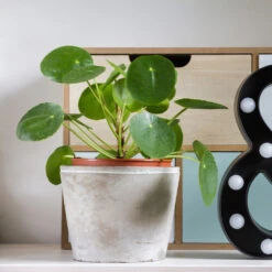 Pilea Peperomioides (Pancake Plant) -Flowering Trees Sales Pilea Pancake Plant 3 FGT