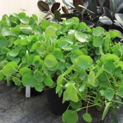 Pilea Peperomioides (Pancake Plant) -Flowering Trees Sales Pilea Pancake Plant 6