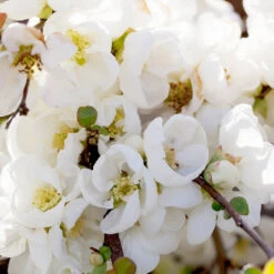 Pineapple Quince Tree 8 Pineapple Quince Tree -Flowering Trees Sales Pineapple Quince 1 FGT