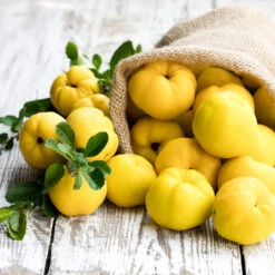 Pineapple Quince Tree 9 Pineapple Quince Tree -Flowering Trees Sales Pineapple Quince 4 FGT