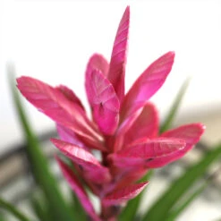 5-Inch Bromeliad In Decorative Pot 10 5-Inch Bromeliad In Decorative Pot -Flowering Trees Sales Pink Bromiliad 2 e1dd7faf b9f8 429e 84d5 7ce3076db5e3