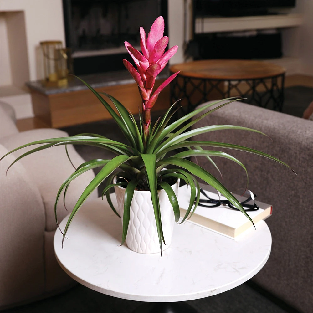 5-Inch Bromeliad In Decorative Pot 6 5-Inch Bromeliad In Decorative Pot - Image 6