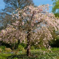 Pink Weeping Cherry Tree 8 Pink Weeping Cherry Tree -Flowering Trees Sales Pink Double Weeping Cherry 6 FGT
