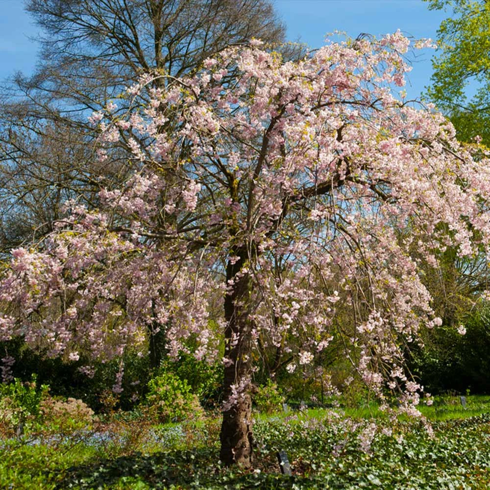 Pink Weeping Cherry Tree 4 Pink Weeping Cherry Tree - Image 4