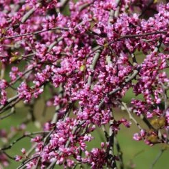 Pink Heartbreaker Redbud Tree -Flowering Trees Sales Pink Heartbreaker Redbud 1