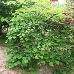 Pink Heartbreaker Redbud Tree -Flowering Trees Sales Pink Heartbreaker Redbud 4