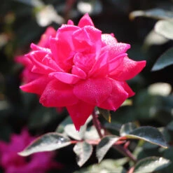 Pink Knock Out® Rose Tree 6 Pink Knock Out® Rose Tree -Flowering Trees Sales Pink Knockout Rose Tree 3 FGT