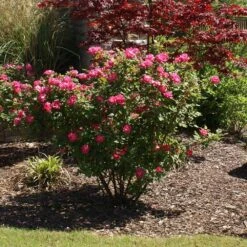 Double Pink Knock Out® Rose -Flowering Trees Sales Pink Knockout Shrub 3