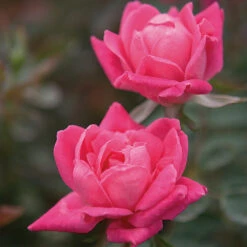 Double Pink Knock Out® Rose -Flowering Trees Sales Pink Knockout Shrub 4 FGT