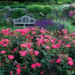 Double Pink Knock Out® Rose -Flowering Trees Sales Pink Knockout Shrub 6