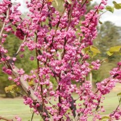 'Pink Pom Poms' Redbud Tree -Flowering Trees Sales Pink Pom Pom Redbud 2