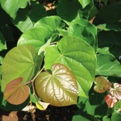 'Pink Pom Poms' Redbud Tree -Flowering Trees Sales Pink Pom Pom Redbud 4