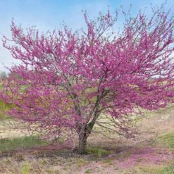'Pink Pom Poms' Redbud Tree -Flowering Trees Sales Pink Pom Pom Redbud 5