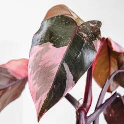 Pink Princess Philodendron 6 Pink Princess Philodendron -Flowering Trees Sales Pink Princess 2