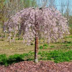 Pink Snow Showers™ Weeping Cherry Tree -Flowering Trees Sales Pink Snow Showers Flowering Chery 1