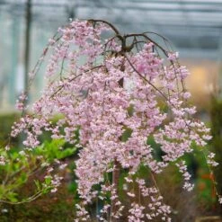 Pink Snow Showers™ Weeping Cherry Tree -Flowering Trees Sales Pink Snow Showers Flowering Chery 2