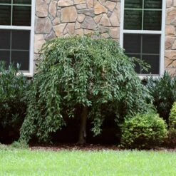 Pink Snow Showers™ Weeping Cherry Tree -Flowering Trees Sales Pink Snow Showers Flowering Chery 4