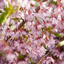 New Arrival 3 Pink Snow Showers™ Weeping Cherry Tree