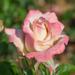 Pinkerbelle™ Rose 10 Pinkerbelle™ Rose -Flowering Trees Sales Pinkerbelle Rose 2 FGT