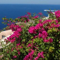 Pink Pixie Bougainvillea 5 Pink Pixie Bougainvillea -Flowering Trees Sales Pixie Pink BOugainv illea FGT 3