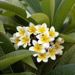 Plumeria 7 Plumeria -Flowering Trees Sales Plumeria white