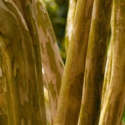 Pink Velour Crape Myrtle -Flowering Trees Sales Pnk Velour Crape Myrtle