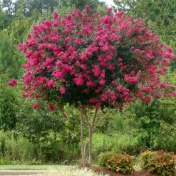 Pink Velour Crape Myrtle -Flowering Trees Sales Pnk Velour Crape Myrtle 5 FGT
