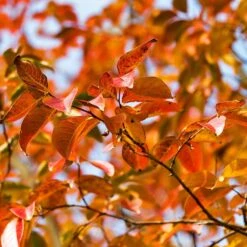 Pink Velour Crape Myrtle -Flowering Trees Sales Pnk Velour Crape Myrtle 8