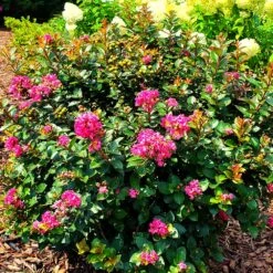 Pocomoke Crape Myrtle 8 Pocomoke Crape Myrtle -Flowering Trees Sales Pocomoke Crape myrtle 2