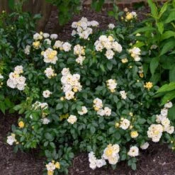 Popcorn Drift® Rose 5 Popcorn Drift® Rose -Flowering Trees Sales Popcorn Drift Rose 3