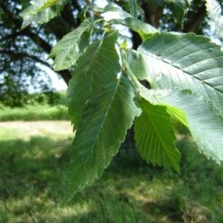 Prairie Expedition® Elm Tree 6 Prairie Expedition® Elm Tree -Flowering Trees Sales Prairie Expedition Elm 2