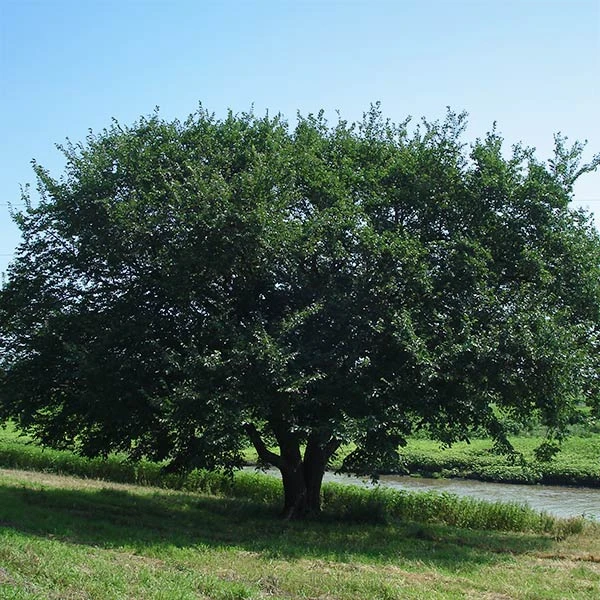 Prairie Expedition® Elm Tree 1 Prairie Expedition® Elm Tree
