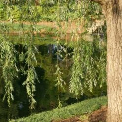 Prairie Cascade Weeping Willow -Flowering Trees Sales Prarie Cascade Willow 2