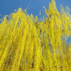 Prairie Cascade Weeping Willow -Flowering Trees Sales Prarie Cascade Willow 3 FGT