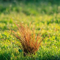 Prairie Fire Sedge 7 Prairie Fire Sedge -Flowering Trees Sales Prarie Fire Sedge 5 FGT