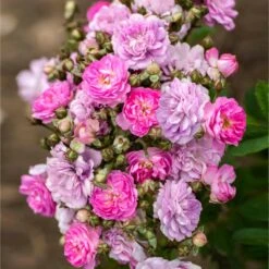 Pretty Polly® Lavender Rose 5 Pretty Polly® Lavender Rose -Flowering Trees Sales Pretty Polly Lavender 1 FGT