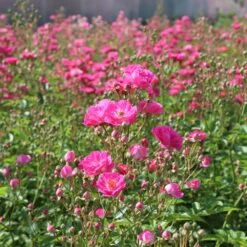 Pretty Polly® Pink Rose -Flowering Trees Sales Pretty Polly Pink