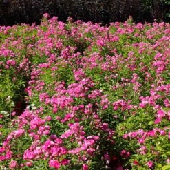 Pretty Polly® Pink Rose -Flowering Trees Sales Pretty Polly Pink 1 FGT