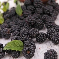 Prime Ark Freedom Blackberry - USDA Organic 7 Prime Ark Freedom Blackberry - USDA Organic -Flowering Trees Sales Prime Ark Freedom Blackberries 2 450w 6eb9fce9 bbe8 4d18 aff3 ccaf8f5427c6