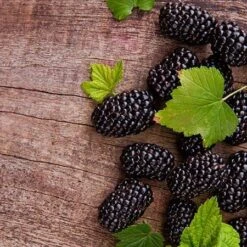 Prime Ark Freedom Blackberry - USDA Organic 6 Prime Ark Freedom Blackberry - USDA Organic -Flowering Trees Sales Prime Ark Freedom Blackberries 450w d5286eb3 bcc5 4d9f baed f30b1d6d3dee