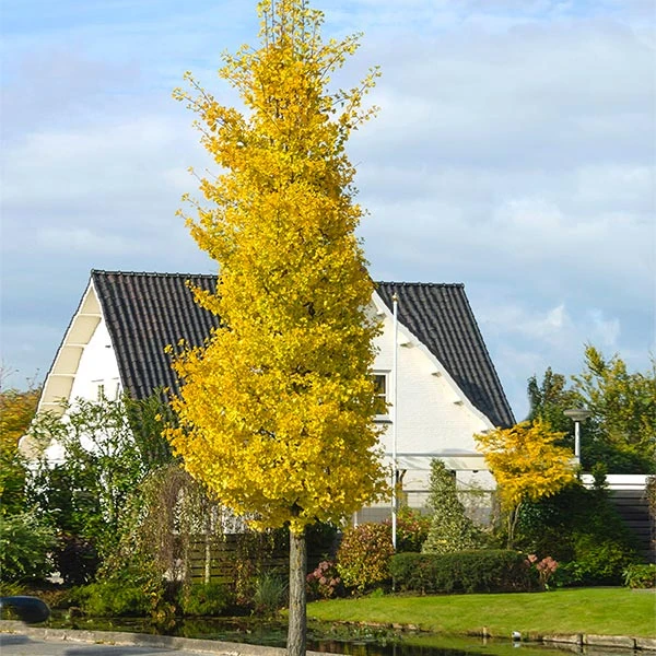 Princeton Sentry™ Columnar Ginkgo Tree 1 Princeton Sentry™ Columnar Ginkgo Tree