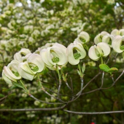 Mexican Flowering Dogwood Tree 7 Mexican Flowering Dogwood Tree -Flowering Trees Sales Pringle Mexican Dogwood 2